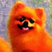Hand Textured Canvas Print of Oil Painting POMERANIANS in Rebecca Wang Style