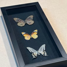 Taxidermy butterfly specimen