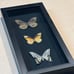 Taxidermy butterfly specimen