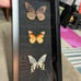 Taxidermy butterfly specimen