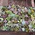 64 2 inch succulents