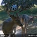 Moultrie Mobile Edge Cellular Trail Camera – 33MP
