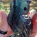 Beautiful blue/purple Fluorite Owl.