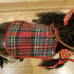 Vintage Champion Horse 1991 for Barbie or Similar Dolls for Play or OOAK