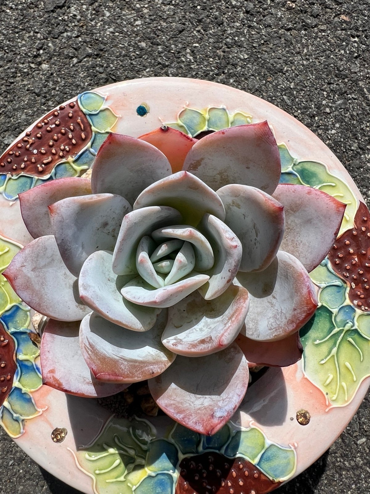 Reserved Echeveria 'White lotus