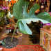 6” Rotted monstera albo