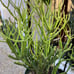 Euphorbia tirucalli Fire stick (Firestick) Sticks of Fire 18 Tall #184P