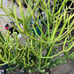 Euphorbia tirucalli Fire stick (Firestick) Sticks of Fire 18 Tall #184P