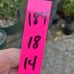 Euphorbia tirucalli Fire stick (Firestick) Sticks of Fire 18 Tall #184P