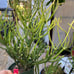 Euphorbia tirucalli Fire stick (Firestick) Sticks of Fire 18 Tall #184P