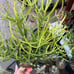 Euphorbia tirucalli Fire stick (Firestick) Sticks of Fire 18 Tall #184P