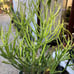 Euphorbia tirucalli Fire stick (Firestick) Sticks of Fire 18 Tall #184P