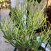 Euphorbia tirucalli Fire stick (Firestick) Sticks of Fire 18 Tall #184P