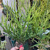 Euphorbia tirucalli Fire stick (Firestick) Sticks of Fire 18 Tall #184P