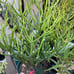 Euphorbia tirucalli Fire stick (Firestick) Sticks of Fire 18 Tall #184P