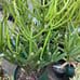 Euphorbia tirucalli Fire stick (Firestick) Sticks of Fire 18 Tall #184P