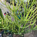 Euphorbia tirucalli Fire stick (Firestick) Sticks of Fire 18 Tall #184P
