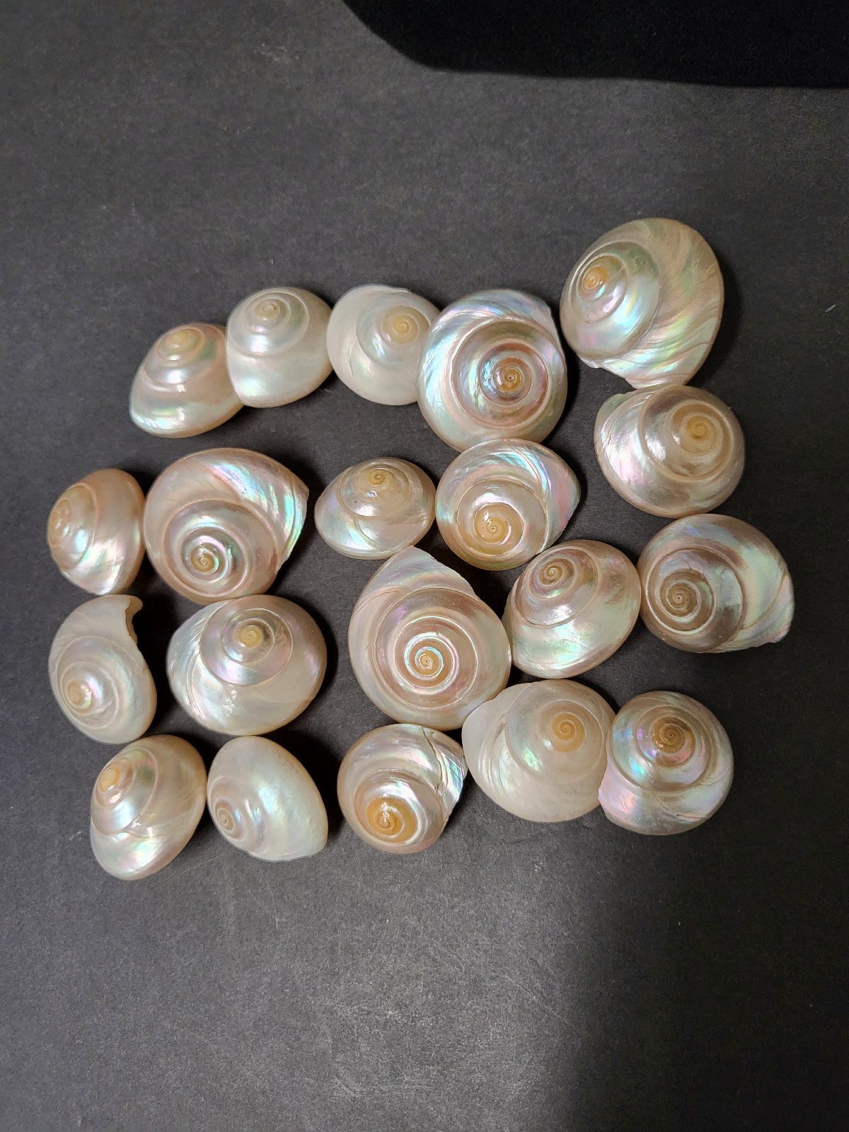 20 mother of pearl shell buttons