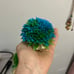 aquarium plants