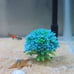 aquarium plants