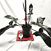 Philodendron Florida Bronze