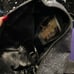 Victoria Secret Purse