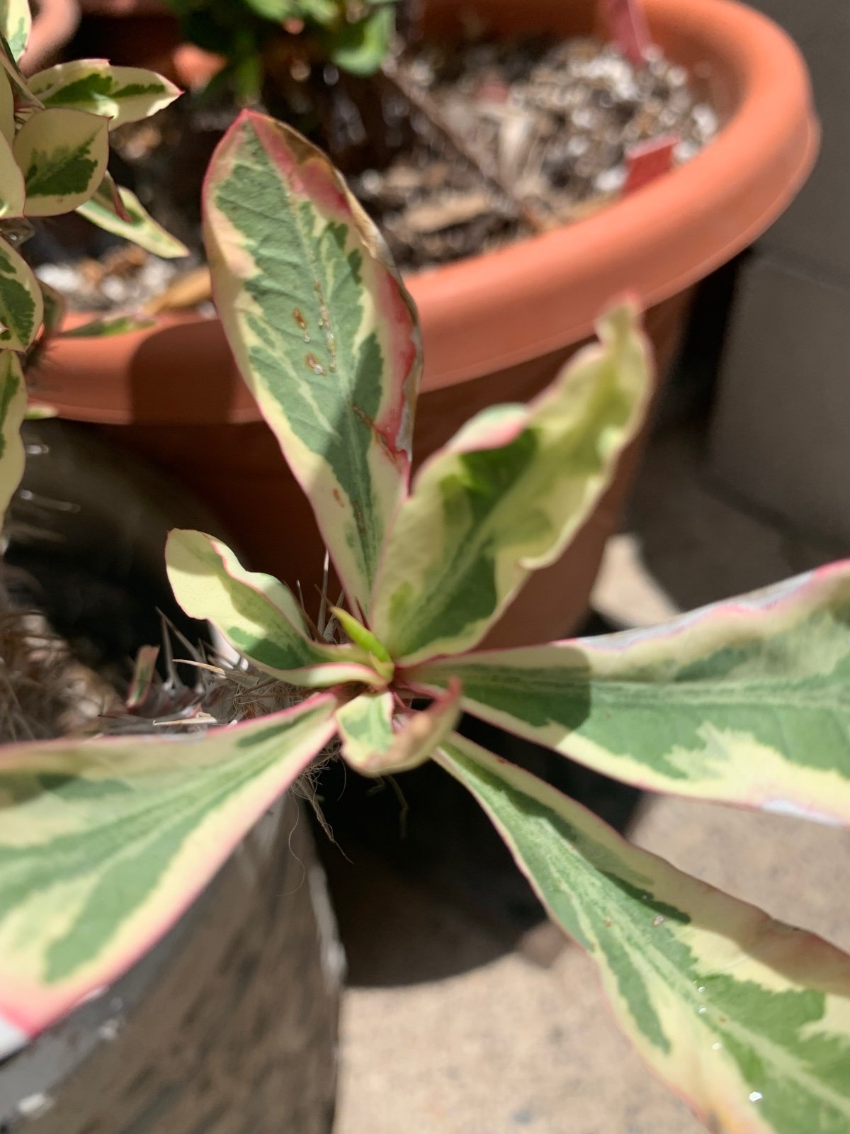Variegated Crown of Thorns