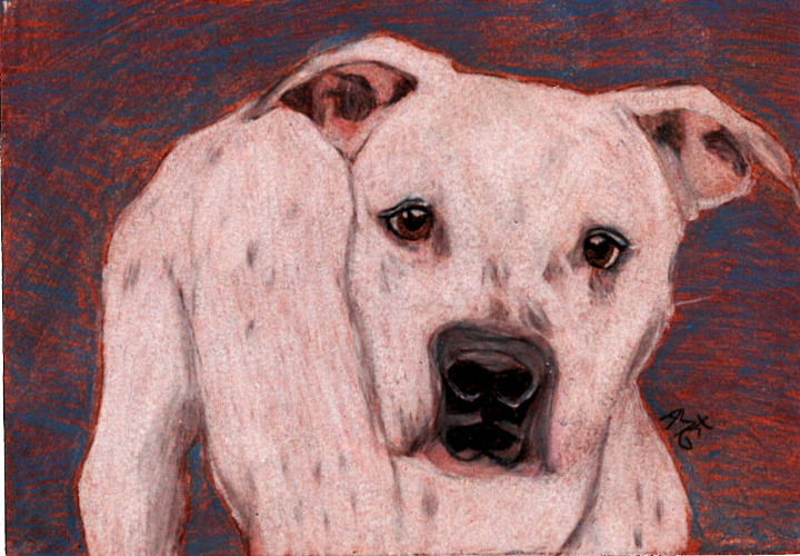 Original White Pitbull Oil and Colored Pencil Portrait
