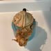 Vintage Judge Ware Turquoise Enamel Coffee Tea Pot Kitchen Collectibles No581
