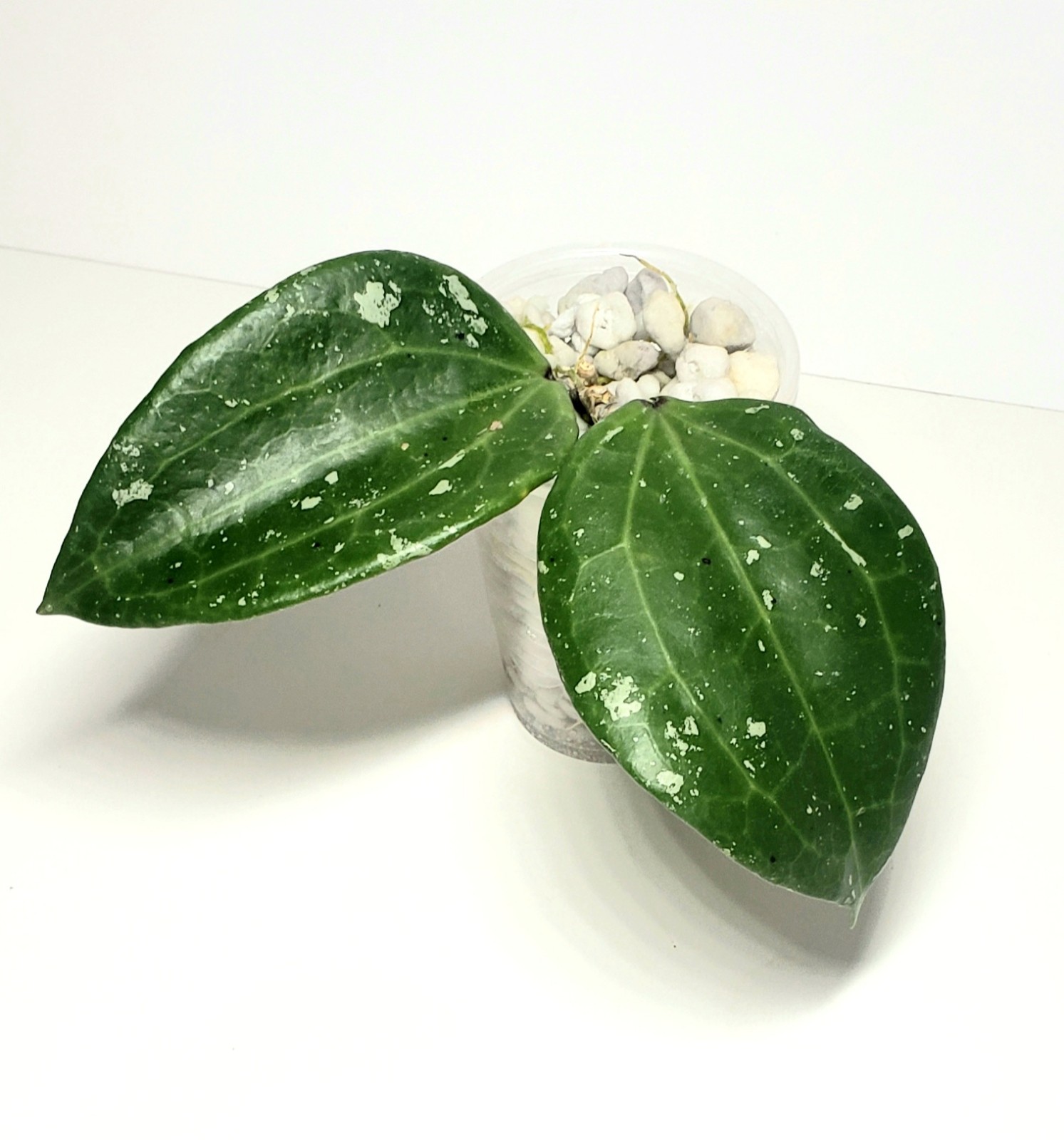 Hoya Latifolia Polystachya - (Rare / Uncommon Plant)