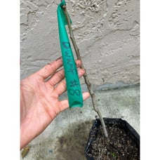 Very Rare Dwarf #8 Grafted Loquat Fruit Tree