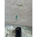 Very Rare Dwarf #8 Grafted Loquat Fruit Tree