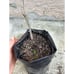 Very Rare Dwarf #8 Grafted Loquat Fruit Tree