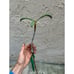 Very Rare Dwarf #8 Grafted Loquat Fruit Tree