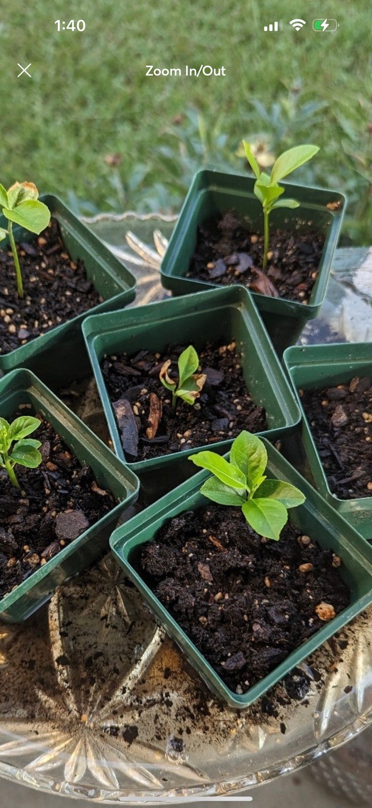 3 Organically grown sturdy lemon trees plants