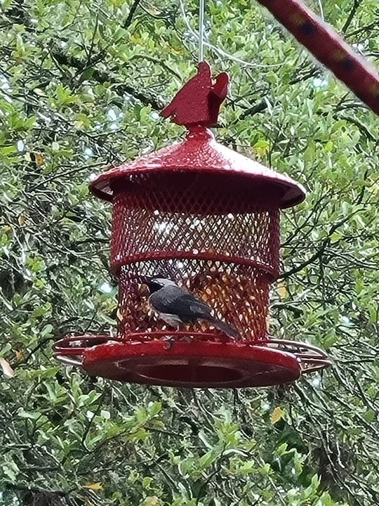 Bird Feeder for Outside Hanging, Squirrel Proof Hanging Metal Bird Feeders,Mesh