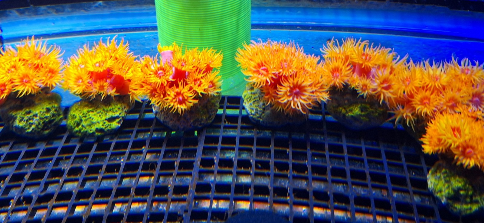 aquarium decoration