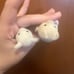 Calico Critters pig and sheep / goat