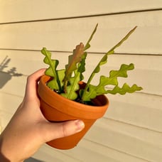 Ric rac cactus