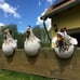 Garden Chicken Statues Farm Art Backyard Rooster Sculpture Courtyard Decoration