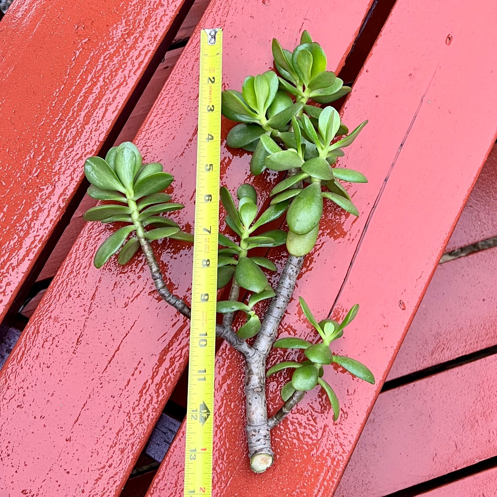 Jade plant cuttings