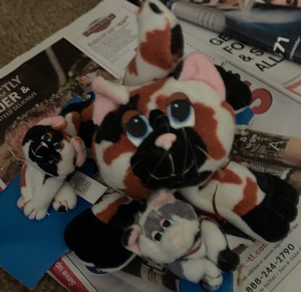 Calico pound kitten set