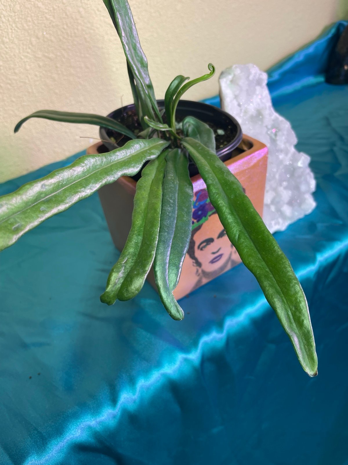 Blue Oil Fern Rare