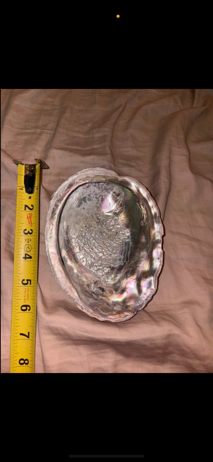 Vintage Large 6 inch Across Mother of Pearl Abalone Pacific Ocean Shell Clam