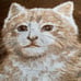 Vintage Kitten Cat Large Retro Reversible Brown Acrylic Blanket 60x79