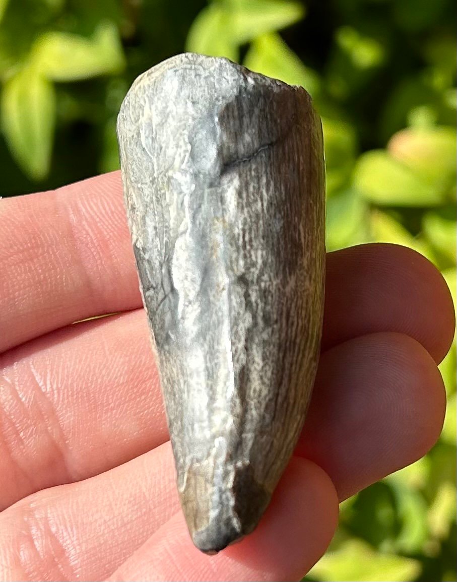 HUGE Sarcosuchus Tooth Fossil 2.1” SUPER CROC Niger Crocodile Dinosaur Tooth
