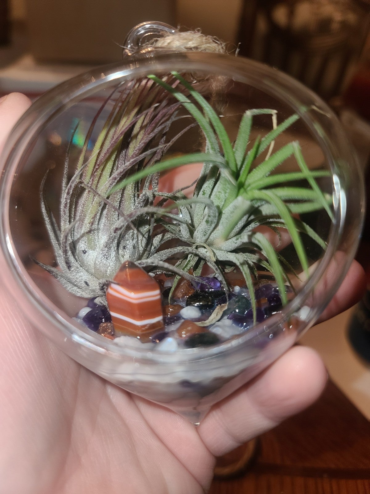Crystal Air Plant