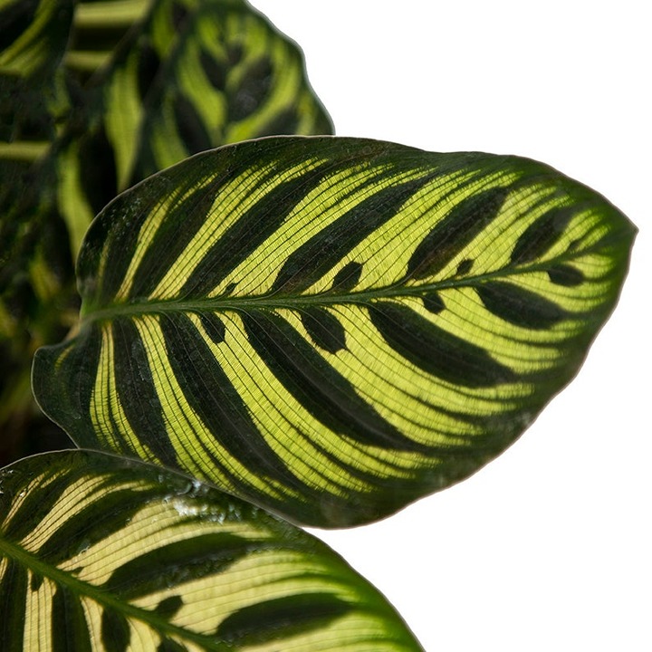 Peacock Prayer Plant, 6 Pot