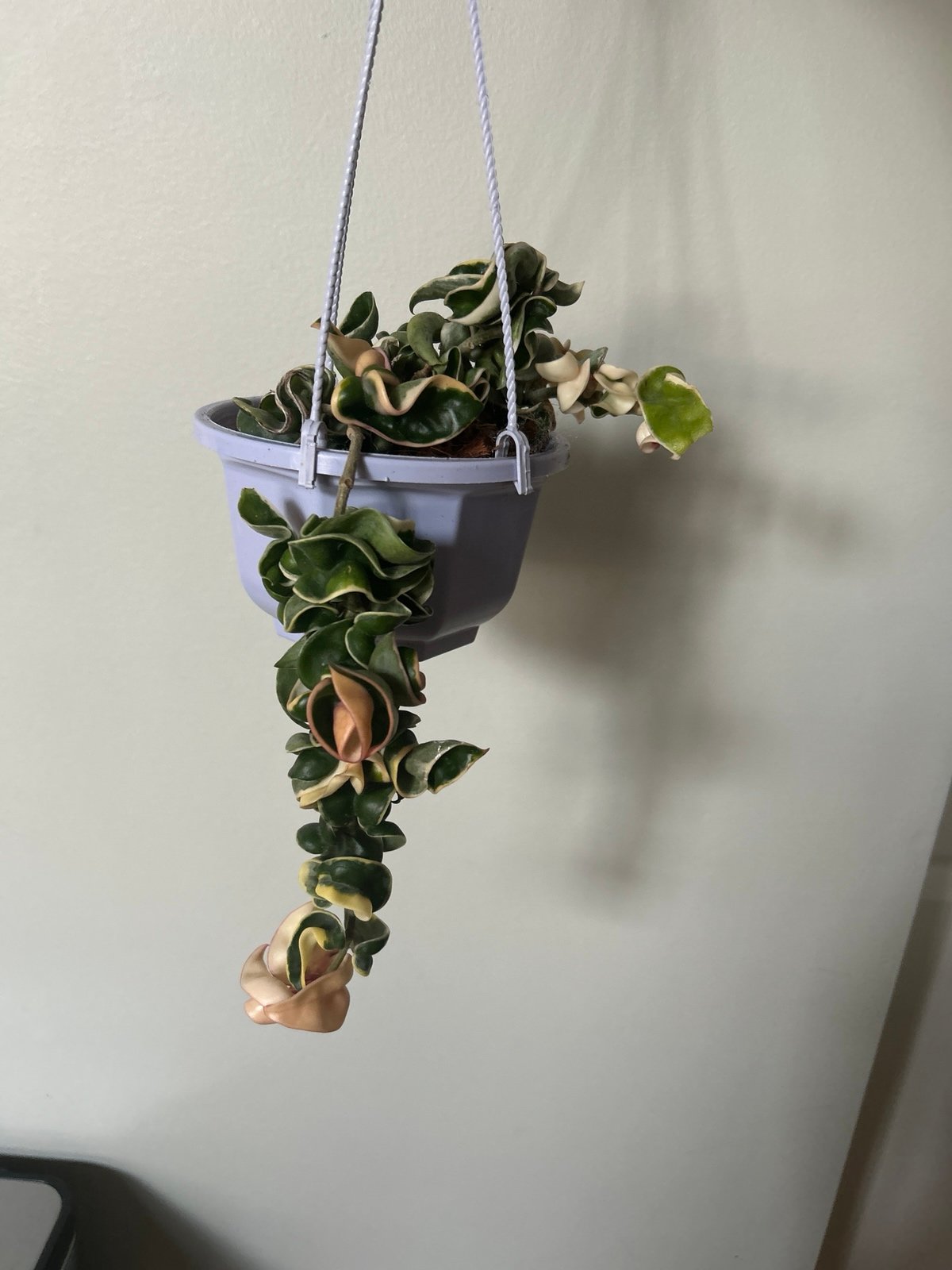 Hoya varigated compacta