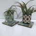Set of 4 Abstract Ceramic Coasters